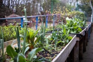 Vegetables growing in the playground at Charlton Park Academy