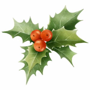 Watercolor Christmas Holly With Berries 635684 445